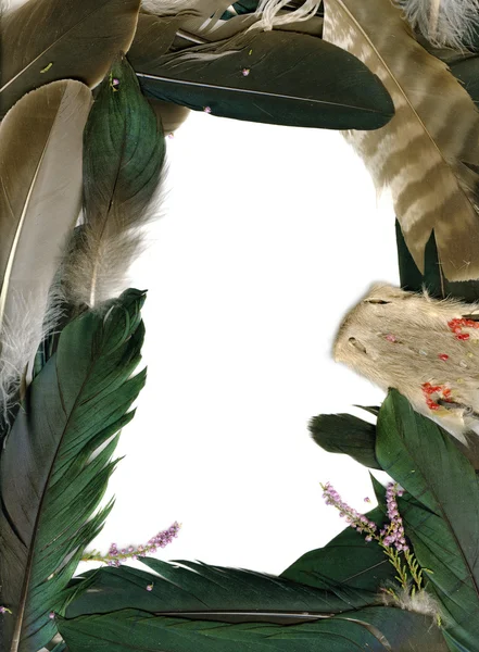 까마귀 깃털에서 프레임 — 스톡 사진