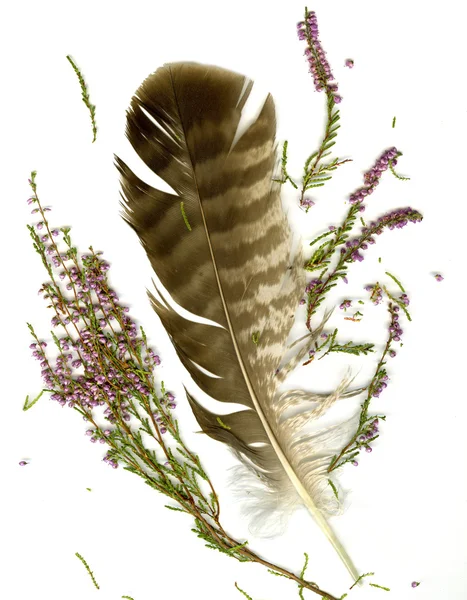 Heather bouquet and falcon plume — Stock Photo, Image