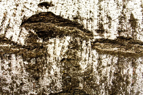 Casca de bétula — Fotografia de Stock