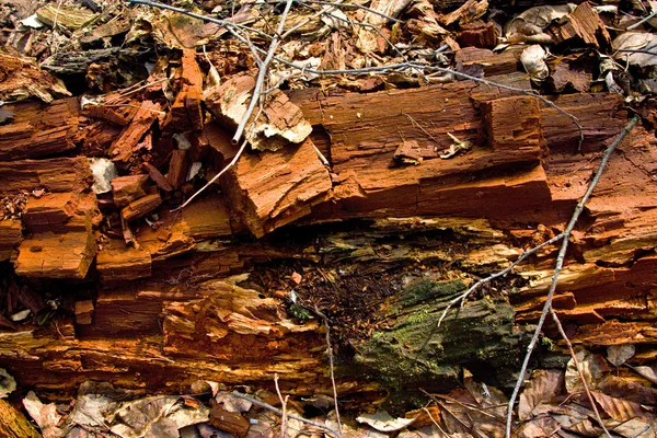 Vecchio legno distrutto — Foto Stock