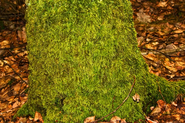 Заросший мох — стоковое фото
