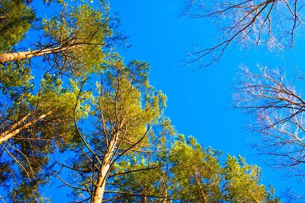 Bomen op de hemelachtergrond — Stockfoto