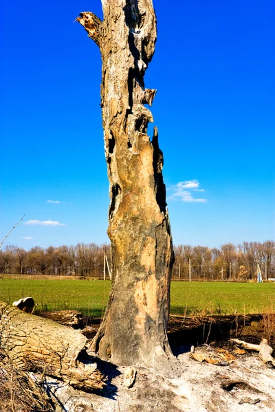 Bränt träd — Stockfoto