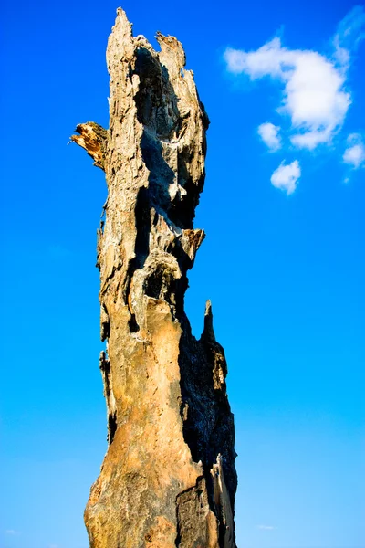 焦げた木 — ストック写真