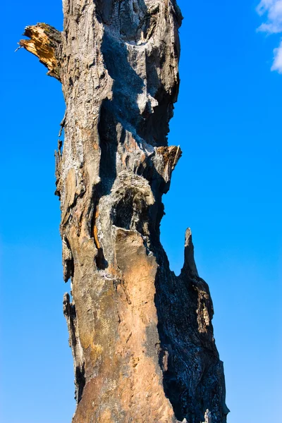 Yanık ağaç — Stok fotoğraf