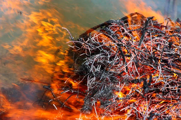 Conflagrazione forestale — Foto Stock