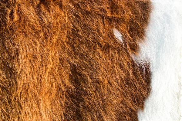 Fur — Stock Photo, Image
