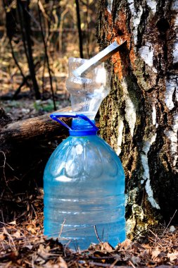 Huş ağacı sap hasat