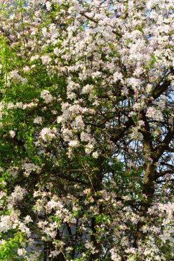 Apple trees in blossom clipart