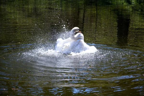 Splashing swan — Stock Photo, Image