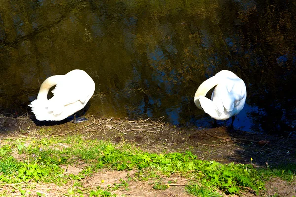Dos cisnes — Foto de Stock