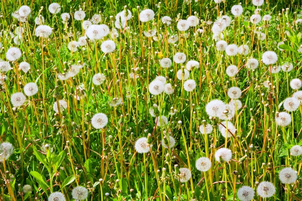 Fading dandelions — Stock Photo, Image