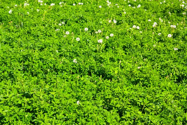 Alfalfa —  Fotos de Stock