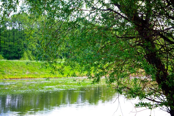 물 위에 버드 나무 — 스톡 사진