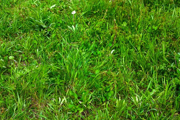 牧草地の草 — ストック写真