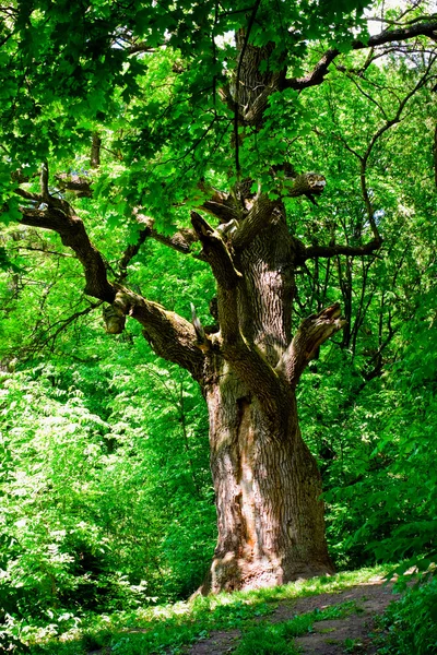 Old oak — Stock Photo, Image