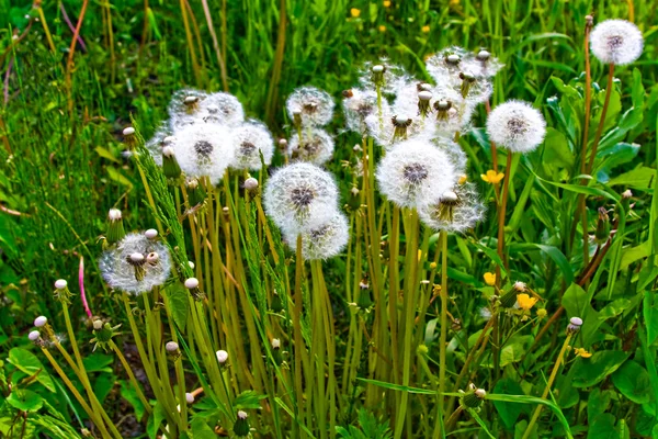 Fluffy dandelions — Stock Photo, Image