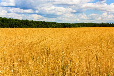 Wheat field clipart