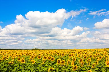 Sunflower field clipart