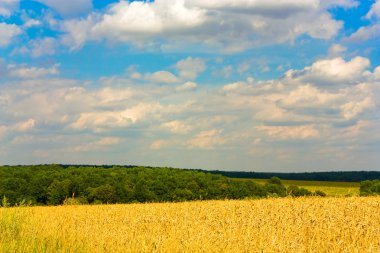 Wheat field clipart