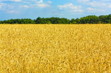 Wheat field clipart