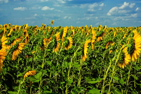 Sunflower field before a storm — Stock Photo, Image