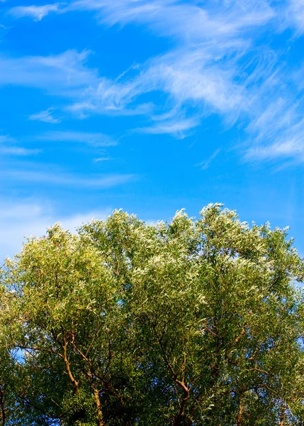 Baum und Himmel — Stockfoto
