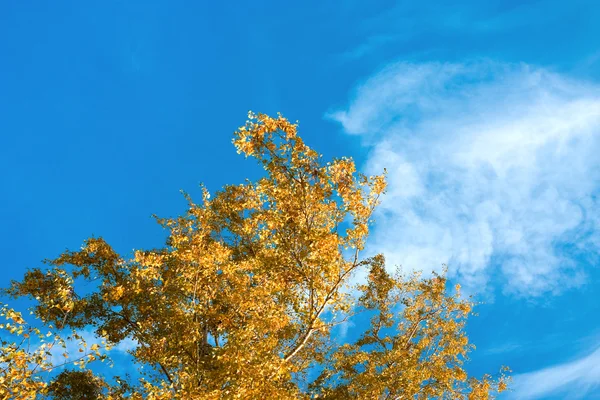 Sonbahar ağacı — Stok fotoğraf