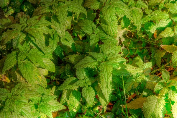 stock image Nettle