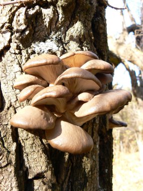 Oyster mushroom clipart