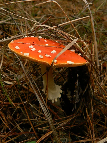 Опасный гриб — стоковое фото