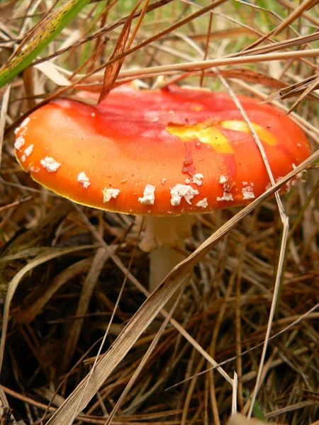 Toxic mushroom — Stock Photo, Image