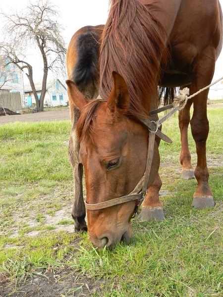 Hästen äter — Stockfoto