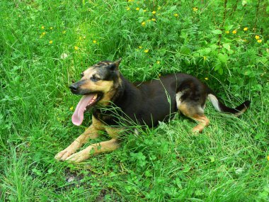 Otların arasındaki köpek