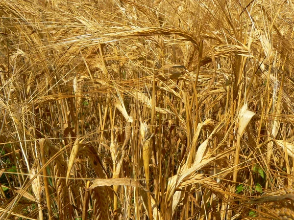 stock image Wheat