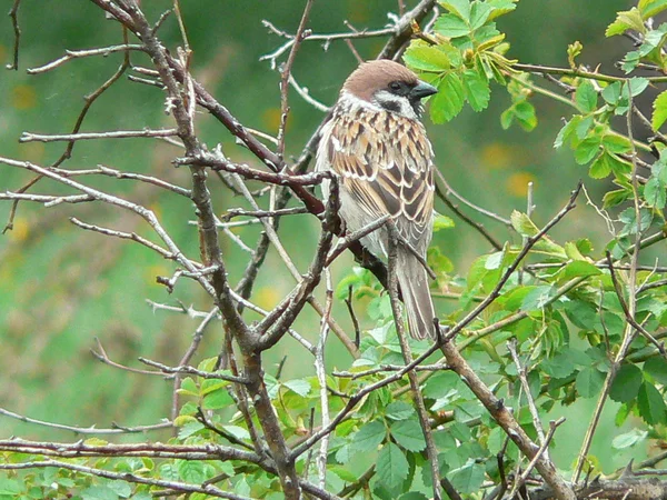 Sparrow on the tree — Stock Photo, Image