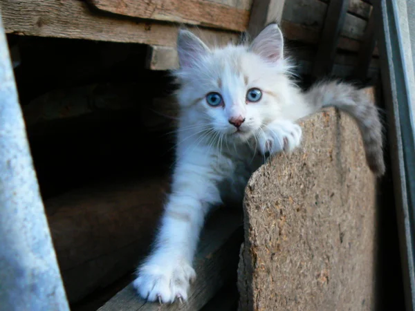 Bílý hezké koťátko — Stock fotografie