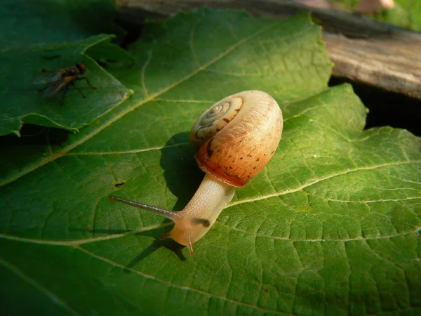 stock image Edible snail is going to you