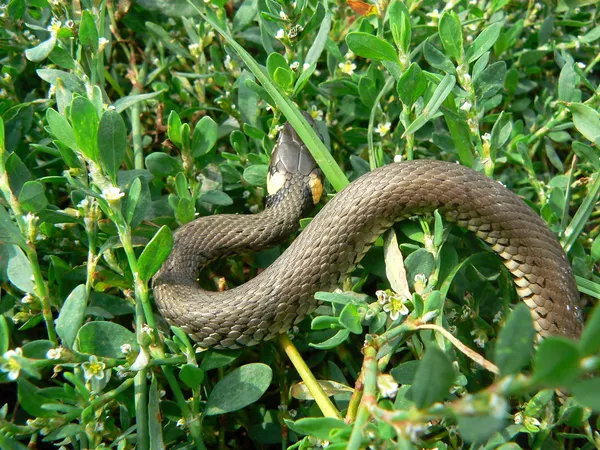 Little snake — Stock Photo, Image
