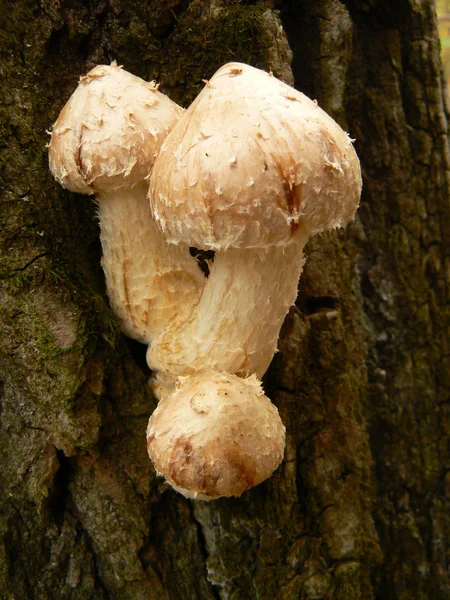 Fluffy Mushrooms — Stock Photo, Image