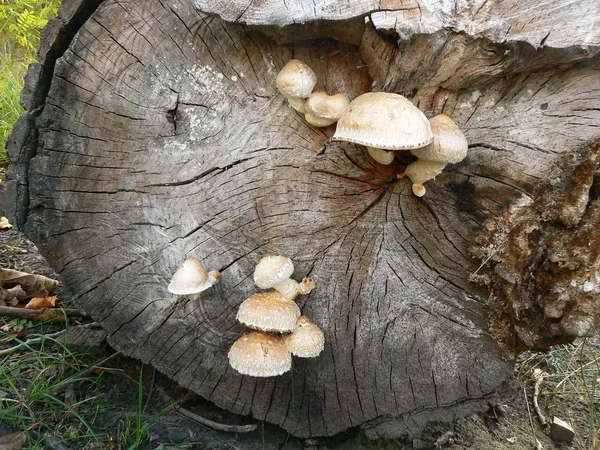 Mushrooms on the tree all — Stock Photo, Image