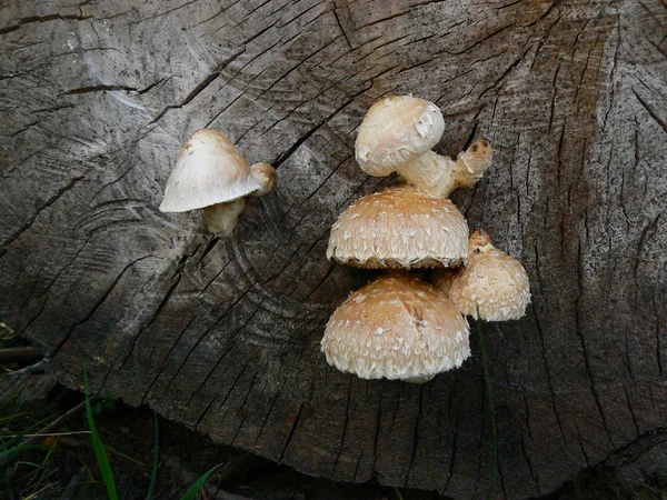 Пушистые грибы на дереве — стоковое фото