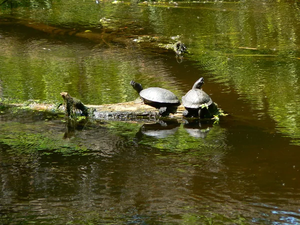 Zwei Schildkröten — Stockfoto