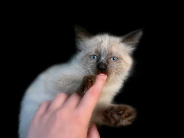 Small lovely kitty — Stock Photo, Image