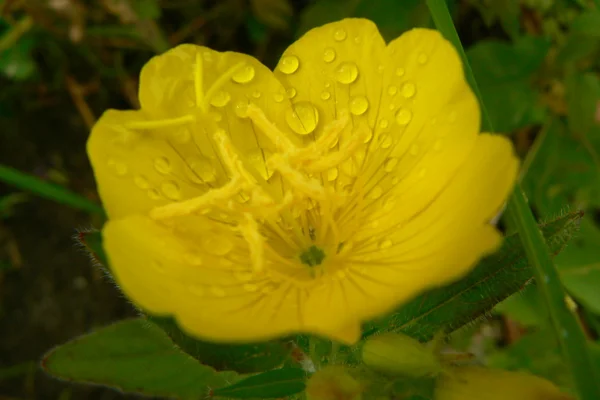 Macro drops on the yellow flower — Stock Photo, Image