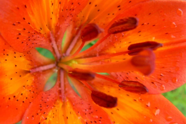 Makro orange blomma — Stockfoto