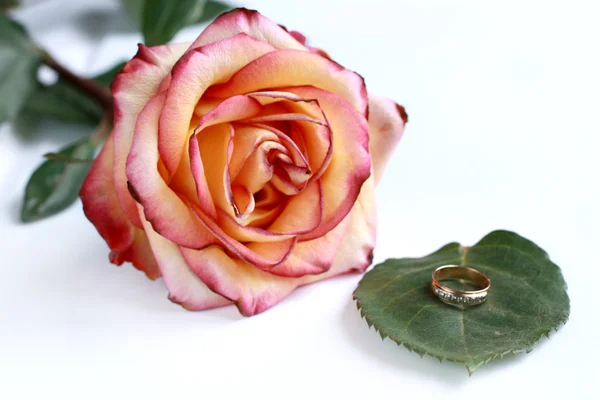 Ring on the green leaf near the rose — Stock Photo, Image