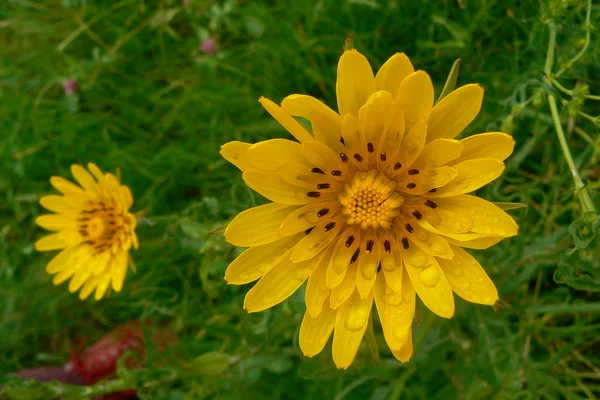 Macro drops on the yellow flower — Stock Photo, Image