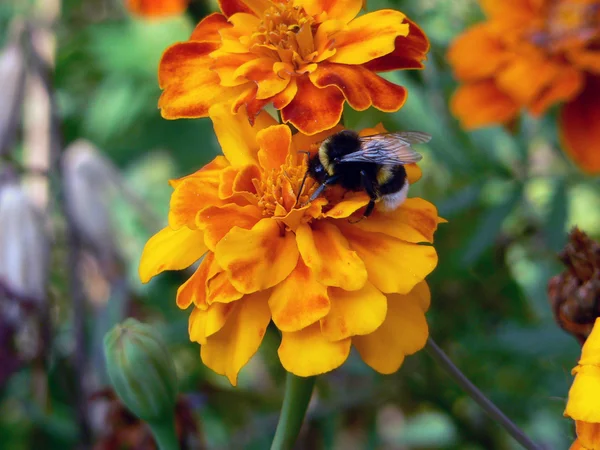 stock image Bumblebee on the yellow flower