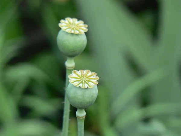 stock image Green young poppy